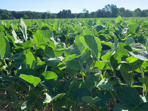 Identification of QTLs and joint QTL segments of leaflet traits at different canopy layers in an interspecific RIL population of soybean