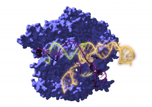 Researchers Resurrect CRISPR`s 2.6 Billion-Year-Old Ancestors