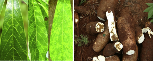 Genome-wide association studies reveal genetic basis of ionomic variation in cassava