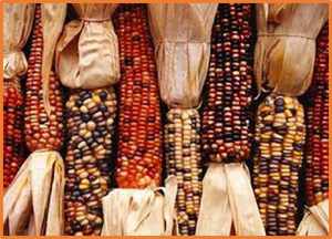 Complex chromosomal rearrangements induced by transposons in maize