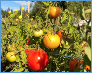 Functional characterization of transcriptional activator gene SIARRI in tomato reveals its role in fruit growth and ripening