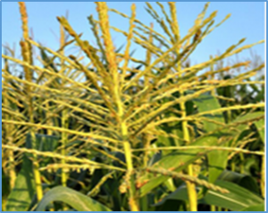 Maize Protein Structure Resources at the Maize Genetics and Genomics Database 