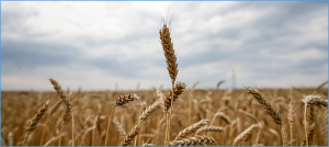 Benchmark for world food commodity prices fall in March for the twelfth month in a row