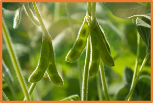 Global dissection of the recombination landscape in soybean using a high-density 600K SoySNP array