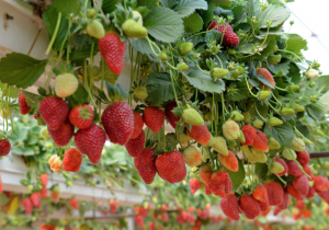 UC Davis Releases Fusarium-resistant Strawberries