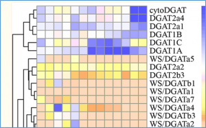 Genome-wide identification and expression analysis of diacylglycerol acyltransferase genes in soybean ( Glycine max)