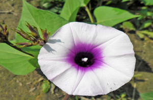 Genome-Wide Identification of DUF668 Gene Family and Expression Analysis under Drought and Salt Stresses in Sweet Potato [Ipomoea batatas (L.) Lam]