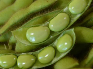 Identification of quantitative trait loci and candidate genes for seed folate content in soybean