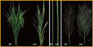 Photoperiod and gravistimulation-associated Tiller Angle Control 1 modulates dynamic changes in rice plant architecture