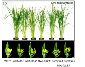 Rhomboid-mediated cleavage of the immune receptor XA21 protects grain set and male fertility in rice