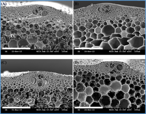 The Fragile culm19 (FC19) mutation largely improves plant lodging resistance, biomass saccharification, and cadmium resistance by remodeling cell walls in rice