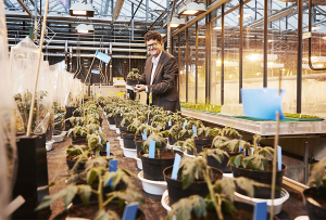 KIT Professor Uses CRISPR to Combine Genes in Crops