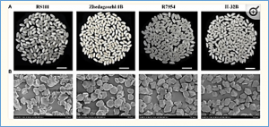 Discrepancies in resistant starch and starch physicochemical properties between rice mutants similar in high amylose content