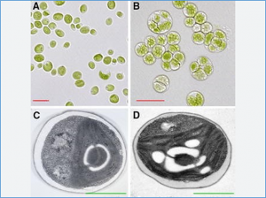 Valorization of Chlorella thermophila biomass cultivated in dairy wastewater for biopesticide production against bacterial rice blight: a circular biorefinery approach