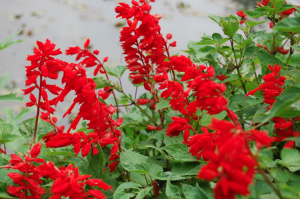 Gene Editing of Medicinal Plant Enhances Active Compounds