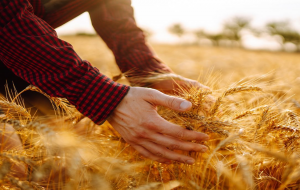 CRISPR Boosts Grain Length and Weight of Bread Wheat