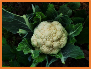 Genomic analyses reveal the stepwise domestication and genetic mechanism of curd biogenesis in cauliflower