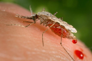 Djibouti Launches the Pilot Release of GM Mosquitoes