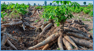 A data-driven genome annotation approach for cassava