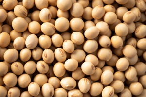 EFSA Releases Scientific Opinion on Food Additive with GM Komagataella phaffii