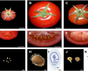 Transcriptome Analysis of Early Lateral Root Formation in Tomato