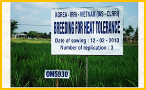 Genome editing prospects for heat stress tolerance in cereal crops