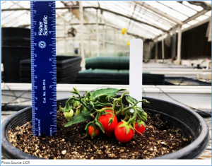 Experts Develop Tiny Tomatoes for Astronauts to Grow in Space