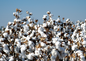 COGEM Releases Advice on Renewal of Import and Processing of GM Cotton MON15985