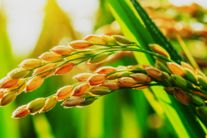 Study Finds Cas12a More Effective than Cas9 in Generating Knockout Mutants in MiRNA Genes in Rice