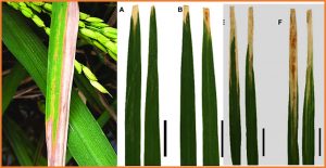 Mechanism of Rice Resistance to Bacterial Leaf Blight via Phytohormones