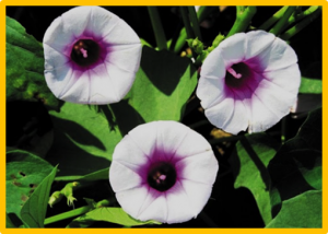Genome-wide identification and expression analyses of CYP450 genes in sweet potato (Ipomoea batatas L.)