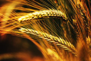 CAAS Develop Gene Editing System for Wheat