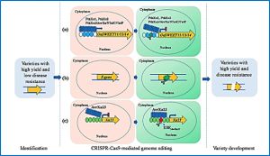 Recent Progress in Rice Broad-Spectrum Disease Resistance.