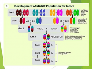 Bin-based genome-wide association analyses improve power and resolution in QTL mapping and identify favorable alleles from multiple parents in a four-way MAGIC rice population