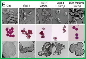Alternative splicing of DSP1 enhances snRNA accumulation by promoting transcription termination and recycle of the processing complex
