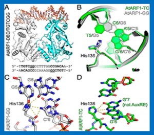 Architecture of DNA elements mediating ARF transcription factor binding and auxin-responsive gene expression in Arabidopsis