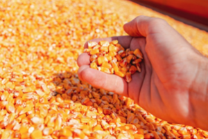 Transgenic Hybrid Corn Harvest Boosts Cuba`s Confidence in Corn Yield