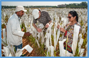 CGIAR breeding programs need more than just tech upgrades &mdash; they need change management