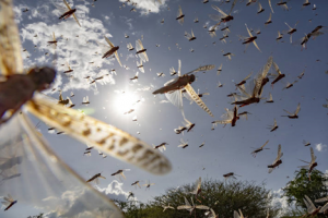 Locust control campaign covers millions of hectares, but the voracious pest is still a threat in East Africa