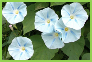 Sequencing depth and genotype quality: accuracy and breeding operation considerations for genomic selection applications in autopolyploid crops