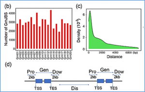 An expedient survey and characterization of the soybean JAGGED 1 (GmJAG1) transcription factor binding preference in the soybean genome by modified ChIPmentation on soybean protoplasts 