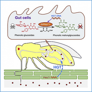 Whitefly hijacks a plant detoxification gene that neutralizes plant toxins