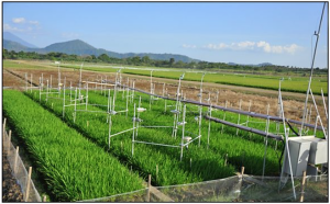 Warm nights disrupt transcriptome rhythms in field-grown rice panicles