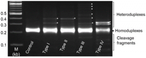 TALEN-Mediated Gene Editing of slc24a5 (Solute Carrier Family 24, Member 5) in Kawakawa, Euthynnus affinis
