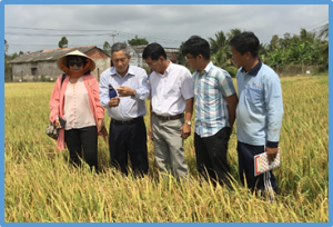 Estimating the yield stability of heat-tolerant rice genotypes under various heat conditions across reproductive stages: a 5-year case study 