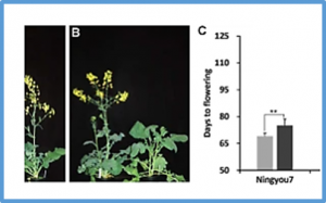 Functional homoeologous alleles of CONSTANS contribute to seasonal crop type in rapeseed