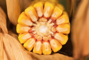 Predicting moisture content during maize nixtamalization using machine learning with NIR spectroscopy