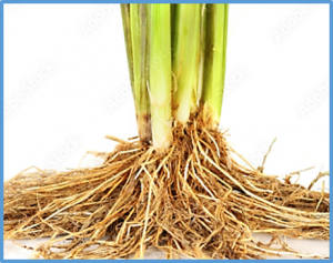 Genome-Wide Expression Analysis of Root Tips in Contrasting Rice Genotypes Revealed Novel Candidate Genes for Water Stress Adaptation