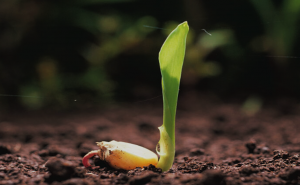 Map-based cloning of Zmccr3 and its network construction and validation for regulating maize seed germination