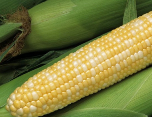 DNA demethylation affects imprinted gene expression in maize endosperm. 
